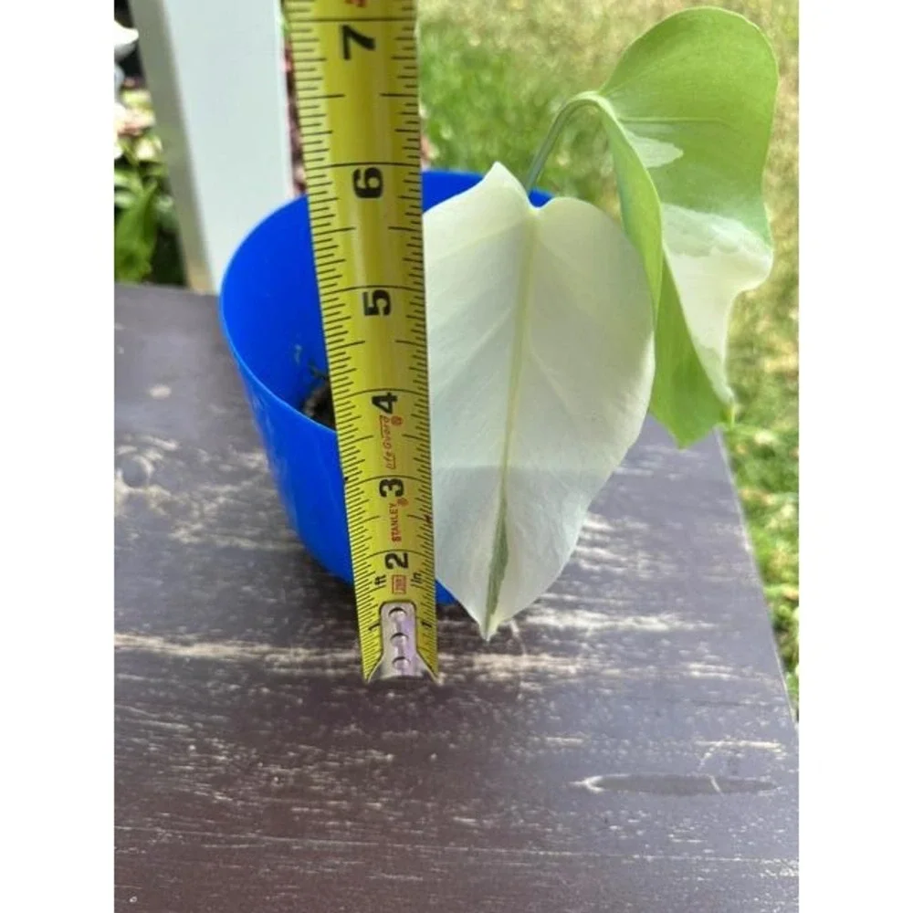 Monstera Albo Variegated – Exact Live Rooted Plant - US Seller - #5
